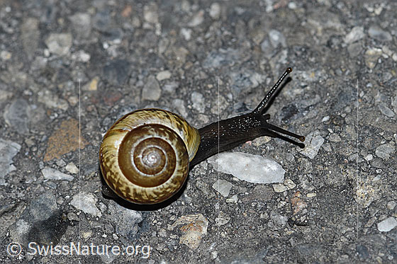 Gefleckte Schnirkelschnecke (Arianta arbustorum)