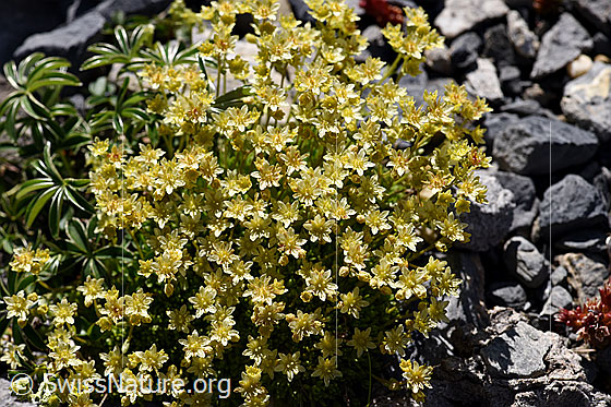 Photo: Saxifraga