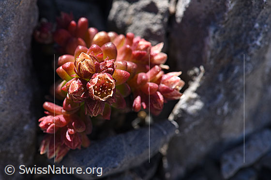 Photo: Sedum atratum. Flowers, not yet fully open.