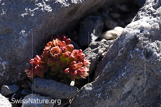 Foto: Dunkler Mauerpfeffer (Sedum atratum). Ganze Pflanze.
