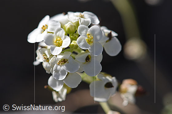Photo: Pritzelago alpina. Blossoms.
