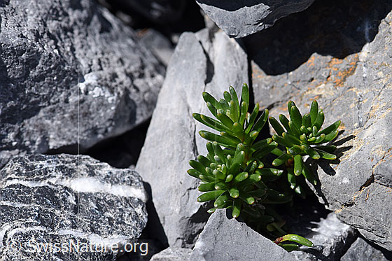 Foto: Bewimperter Steinbrech (Saxifraga aizoides). Erste Triebe.