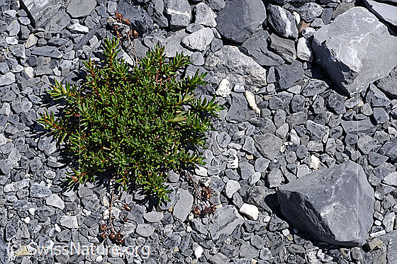 Foto: Bewimperter Steinbrech (Saxifraga aizoides). Ganze Pflanze noch ohne Blüten.