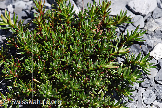 Foto: Bewimperter Steinbrech (Saxifraga aizoides). Ganze Pflanze noch ohne Blüten.