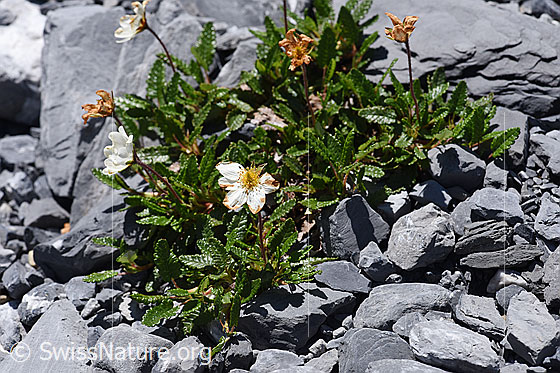 Foto: Silberwurz (Dryas octopetala). Kurz vor dem Verblühen.