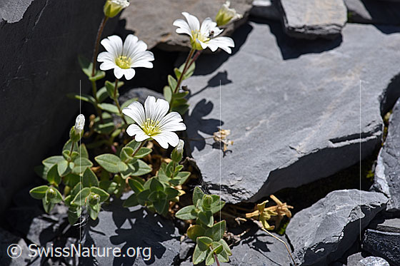 Foto: Breitblättriges Hornkraut (Cerastium latifolium). Ganze Pflanze (Habitus).
