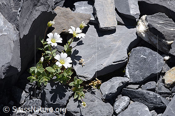 Foto: Breitblättriges Hornkraut (Cerastium latifolium). Ganze Pflanze (Habitus).