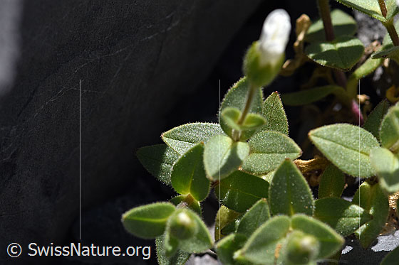 Foto: Breitblättriges Hornkraut (Cerastium latifolium). Blätter und Stängel.