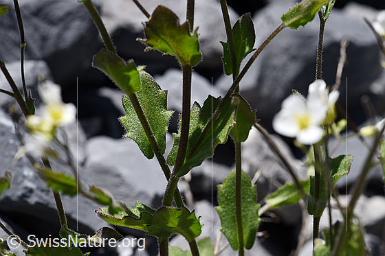 Foto: Alpen-Gänsekresse (Arabis alpina). Stängel und Blätter.