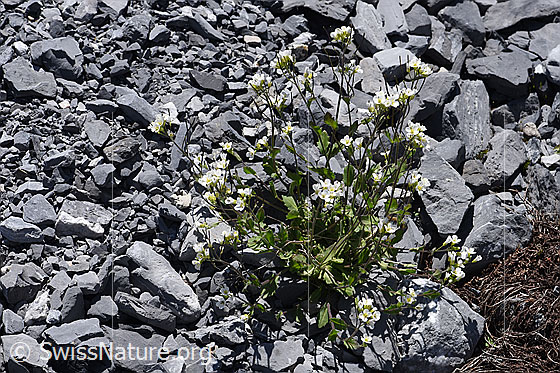 Foto: Alpen-Gänsekresse (Arabis alpina). Ganze Pflanze (Habitus).