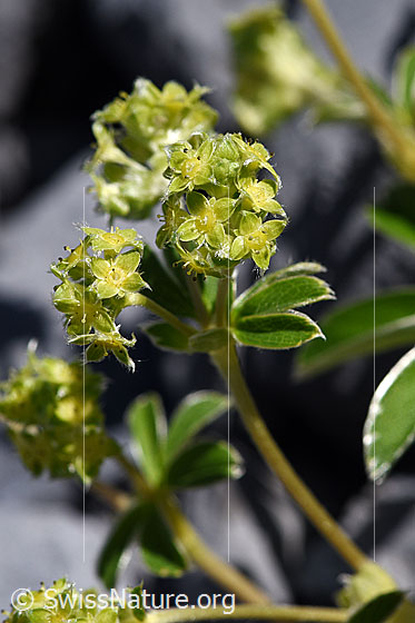 Foto: Glänzender Silbermantel (Alchemilla nitida). Blüten.