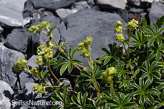 Foto: Glänzender Silbermantel (Alchemilla nitida). Ganze Pflanze (Habitus).