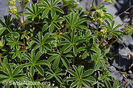 Foto: Glänzender Silbermantel (Alchemilla nitida). Blätter.