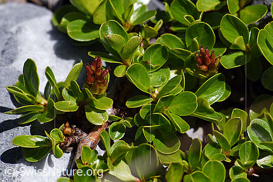 Foto: Stumpfblättrige Weide (Salix retusa). Verblühte Blüten und Blätter.