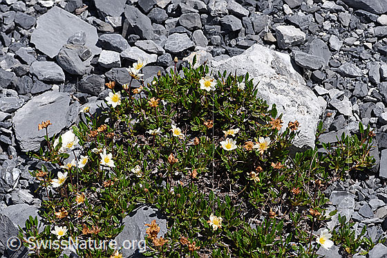 Foto: Silberwurz (Dryas octopetala). Blumenpolster.
