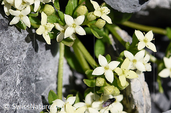 Photo: Galium megalospermum. Blossoms.