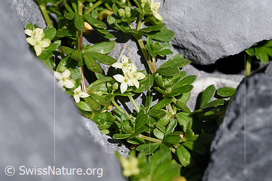 Photo: Galium megalospermum. Whole plant (habiti).