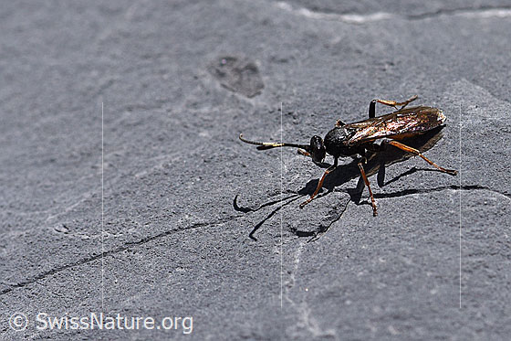 Photo: Probably Oronotus binotatus (ichneumon wasp) on rock.