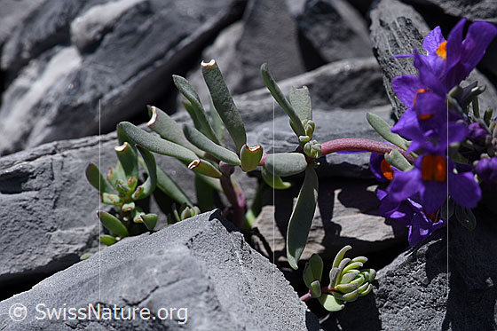 Photo: Linaria alpina. Leaves and stem.