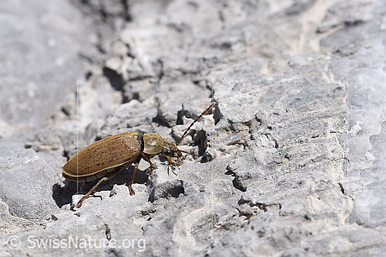 Behaarter Moorweichkäfer (Dascillus cervinus)