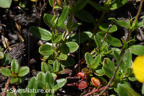 Foto: Grossblütiges Sonnenröschen (Helianthemum grandiflorum). Blätter.
Umgebung: Wegrand, ca. 1600m ü.M.
Lat.: Helianthemum grandiflorum
Familie: Cistaceae (Zistrosengewächse)