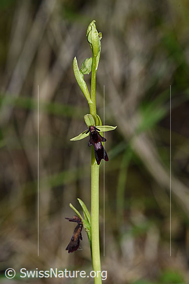 Photo: Ophrys insectifera. Blossom.