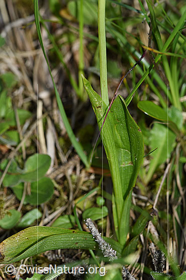 Photo: Ophrys insectifera. Basic leaves and stem.