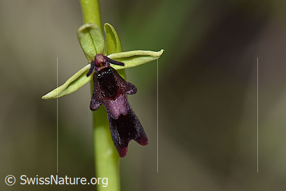 Fliegen-Ragwurz (Ophrys insectifera)