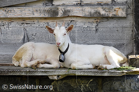 Photo: Domestic goats (Capra aegagrus hircus). The two goats sit down one behind the other so that only the head of one goat is visible.