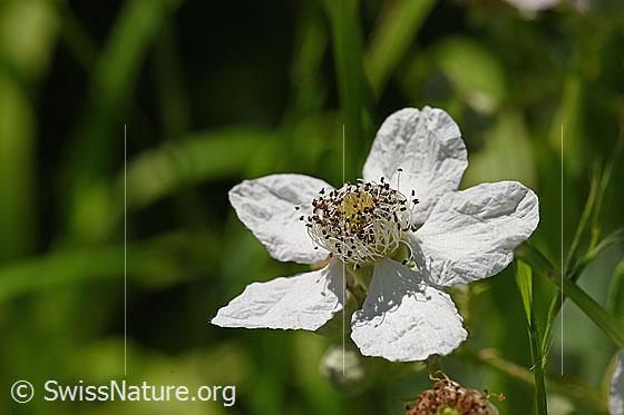 Gefurchte Brombeere (Rubus sulcatus), Blüte