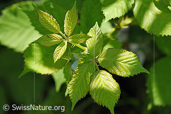 Foto: Gefurchte Brombeere (Rubus sulcatus). Frische Blätter.