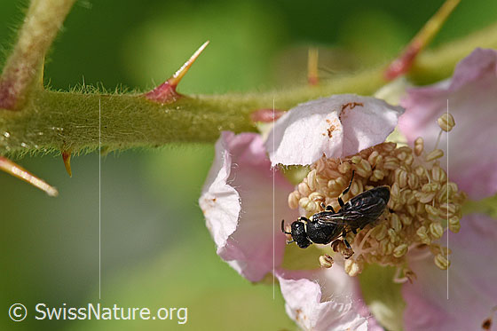 Foto: Grobpunktierte Maskenbiene (Hylaeus punctatus) auf Gefurchte Brombeere (Rubus sulcatus). Länge 5 - 6.5mm. Weibchen. Ansicht von oben.