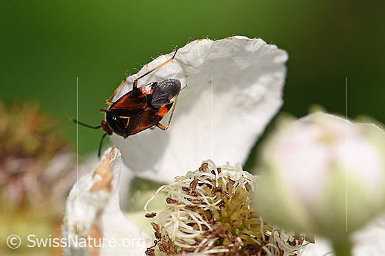 Foto: Rote Weichwanze (Deraeocoris ruber) auf Blütenblatt einer Brombeere, Länge 6,6-7,7mm, Ansicht von oben.