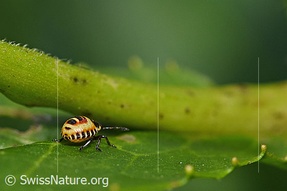 Photo: Bug (Eurydema oleracea), larva, length 3mm.