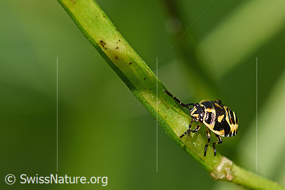 Photo: Bug (Eurydema oleracea), in final larval stage, length 5mm.