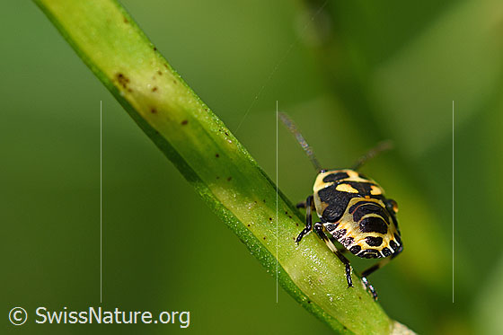 Photo: Bug (Eurydema oleracea), in final larval stage, length 5mm.
