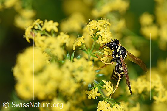 Foto: Französische Feldwespe (Polistes dominula) an Echtes Labkraut (Galium verum). Weibchen, Körperlänge 13-18mm.
Französische Feldwespe: Alias Polistes dominulus. Alias: Haus-Feldwespe. Früher Gallische Feldwespe genannt.