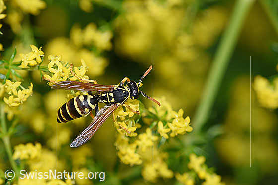 Photo: Paper wasp (Polistes dominula), femal, body length 13-18mm, on Galium verum.
