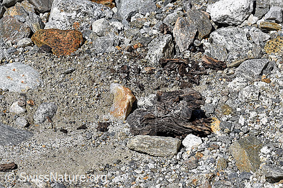 Photo: Wood find no. 1 at the Unteraar glacier.
This photo shows the piece of wood from wood find no. 1 at the place of discovery. Size: approx. 10 x 6 x 6cm.
Age: radiocarbon age 2465 +/- 23 years before today.