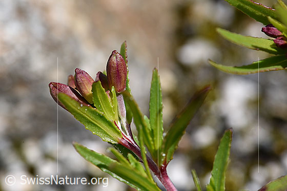 Foto: Fleischers Weidenröschen (Epilobium fleischeri). Knospen und Blätter.
