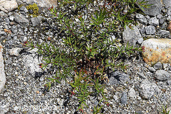 Foto: Fleischers Weidenröschen (Epilobium fleischeri). Ganze Pflanze, noch ohne Blüten.