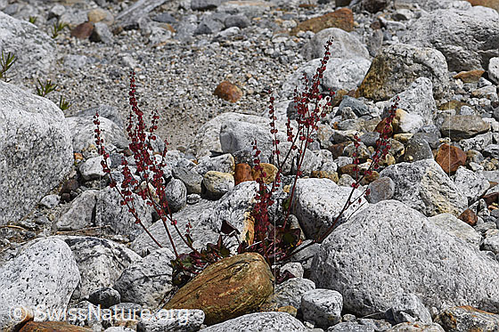 Foto: Säuerling (Oxyria digyna). Ansicht der ganzen Pflanze.