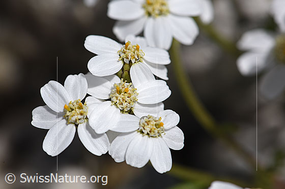 Photo: Achillea erba-rotta. Blossoms.
