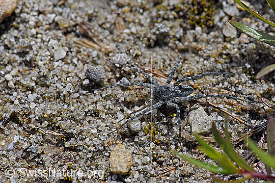 Foto: Wahrscheinlich Pardosa saturatior (Wolfspinne) auf Sandboden.
Körperlänge: 8 - 9.5mm.
