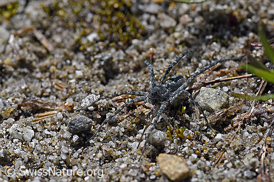Foto: Wahrscheinlich Pardosa saturatior (Wolfspinne) auf Sandboden.
Körperlänge: 8 - 9.5mm.