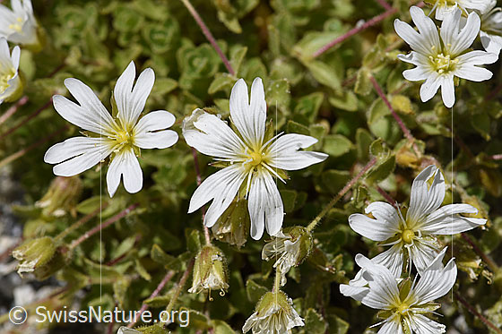 Einblütiges Hornkraut (Cerastium uniflorum)