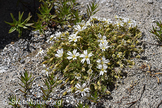 Foto: Einblütiges Hornkraut (Cerastium uniflorum). Gesamtansicht.