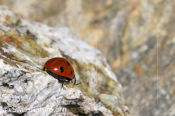 Photo: Coccinella septempunctata on rock. View from behind.