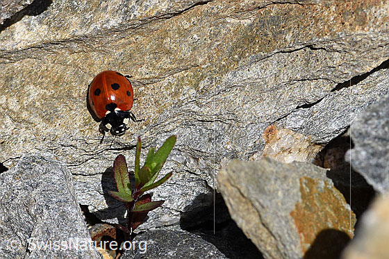 Photo: Coccinella septempunctata on rock. Ansicht von vorne/oben.