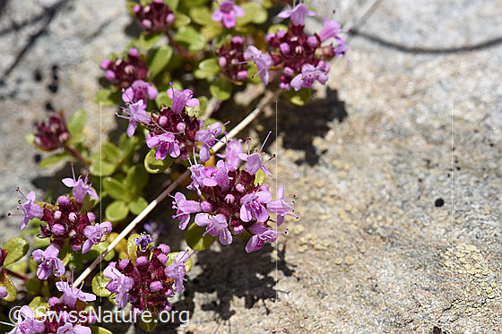 Foto: Vielhaariger Thymian (Thymus polytrichus). Blüten und Blätter.